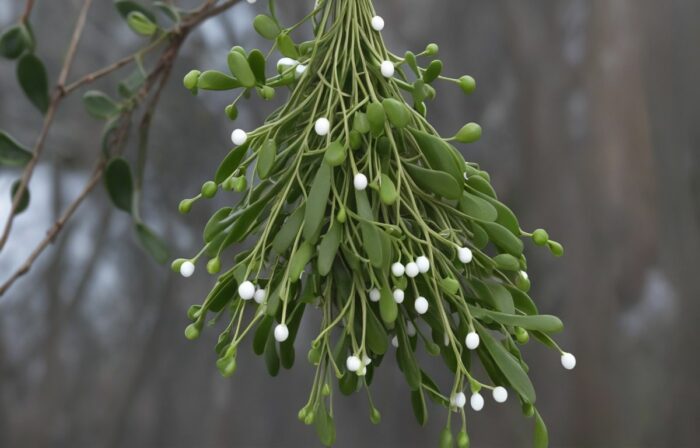 Parasitic plants