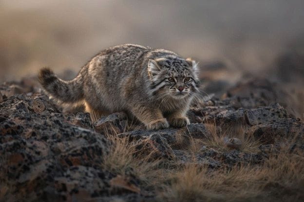 Manul Hunting Behavior дика кішка