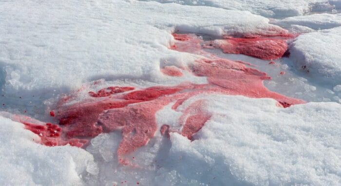 blood snow algae